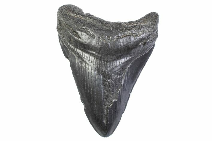 Fossil Megalodon Tooth - South Carolina #371947